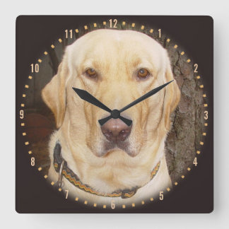 Handlicher Gelbe Labrador rund Uhr
