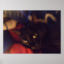 Handliches Black Cat Poster