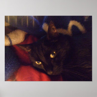 Handliches Black Cat Poster