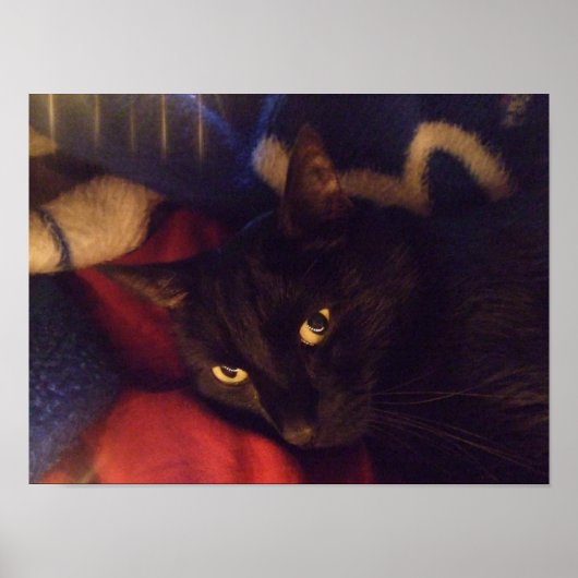 Handliches Black Cat Poster (Vorne)