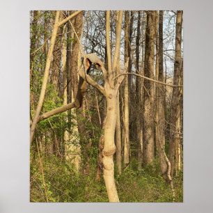 Handlike Tree Poster