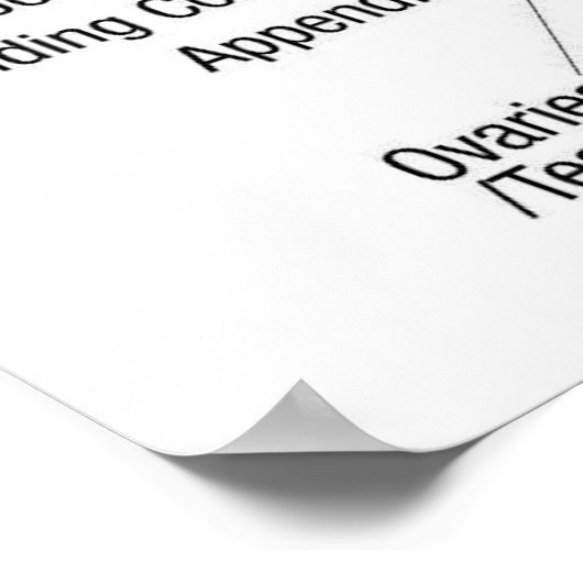 Handreflexologie 36x24" poster (Ecke)