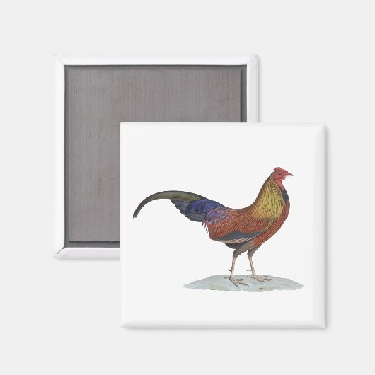 Handsome Alert Rooster Magnet (Vorderseite/Rückseite)