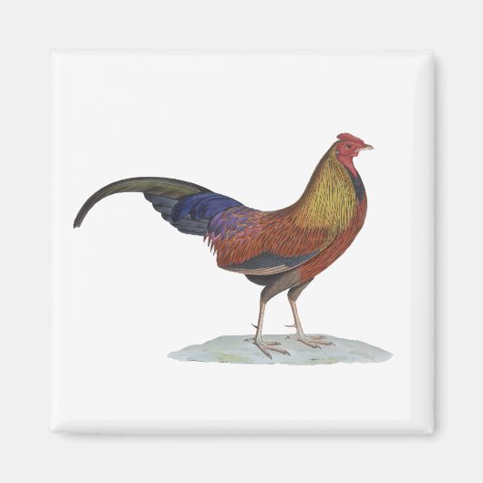 Handsome Alert Rooster Magnet (Vorne)