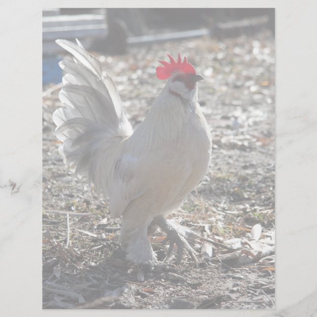 Handsome Bantam D'uccle Rooster (Vorderseite)