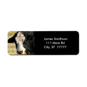 Handsome Bull (Vorne)