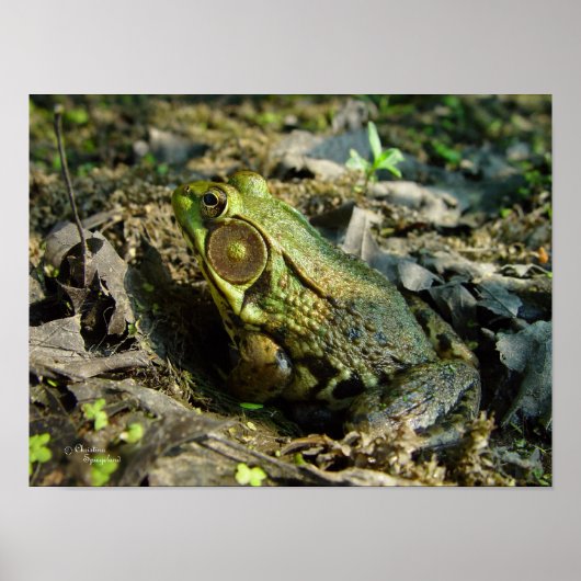Handsome Bullfrog Poster oder Print (Vorne)