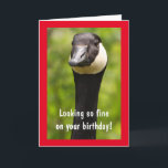 Handsome Canada Goose Funny Birthday Card Karte<br><div class="desc">Er sieht gut aus an seinem Geburtstag,  oder? Sag ihm,  wie fabelhaft er mit dieser albernen Karte ist. Personalisieren Sie die Nachrichten und kreieren Sie Ihren eigenen Spaß. Foto ©Christine Greenspan</div>