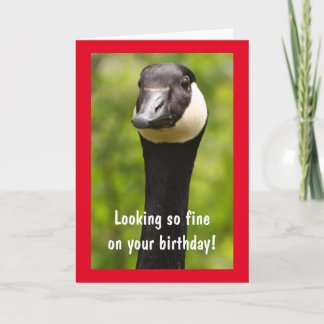 Handsome Canada Goose Funny Birthday Card Karte