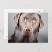 Handsome Chocolate Labrador Postkarte (Vorne/Hinten)
