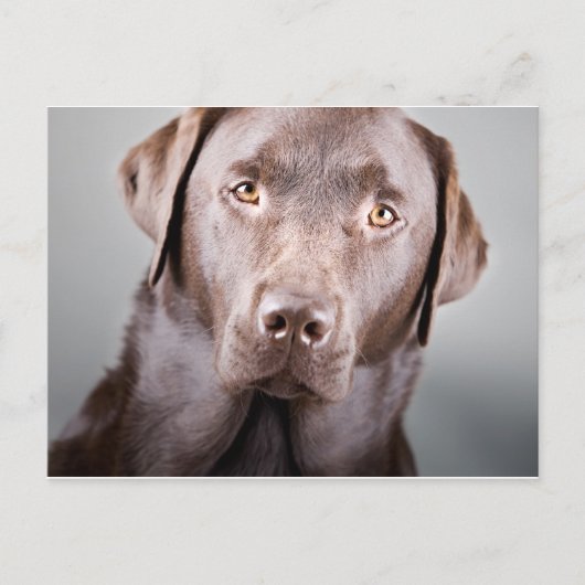 Handsome Chocolate Labrador Postkarte (Vorderseite)
