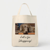 Handsome Chocolate Labrador Retriever