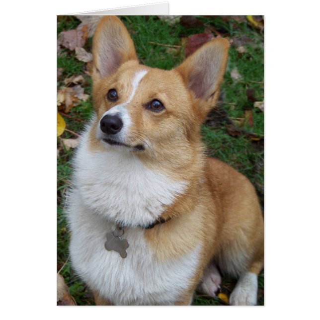 Handsome Corgi (Vorne)