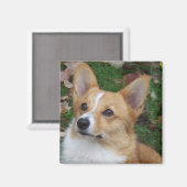 Handsome Corgi Magnet (Vorderseite/Rückseite)