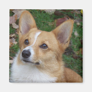 Handsome Corgi Magnet
