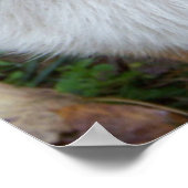 Handsome Corgi Poster (Ecke)