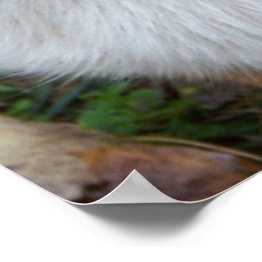 Handsome Corgi Poster (Ecke)