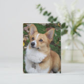 Handsome Corgi Postkarte (Stehend Vorderseite)