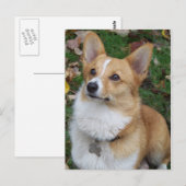 Handsome Corgi Postkarte (Vorne/Hinten)
