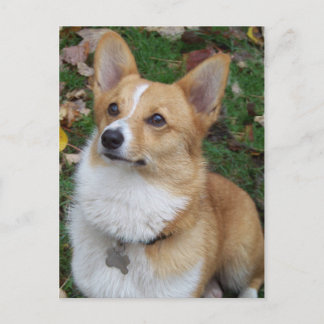 Handsome Corgi Postkarte