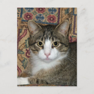 Handsome Fellow Postkarte