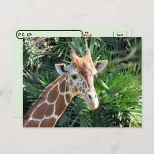 Handsome Giraffe Postcard Postkarte