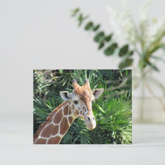 Handsome Giraffe Postcard Postkarte (Stehend Vorderseite)
