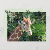 Handsome Giraffe Postcard Postkarte (Vorne/Hinten)
