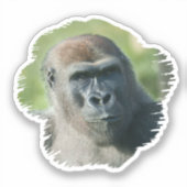 Handsome Gorilla Blackback Aufkleber (Vorderseite)