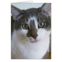 Handsome Grey and White cat