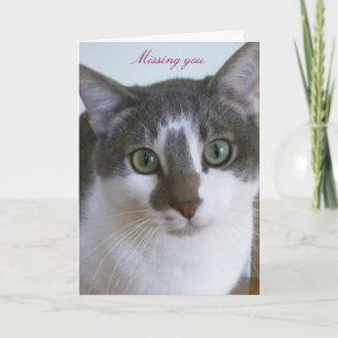 Handsome Grey and White cat Karte