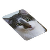 Handsome Grey and White cat Magnet (Rechte Seite)