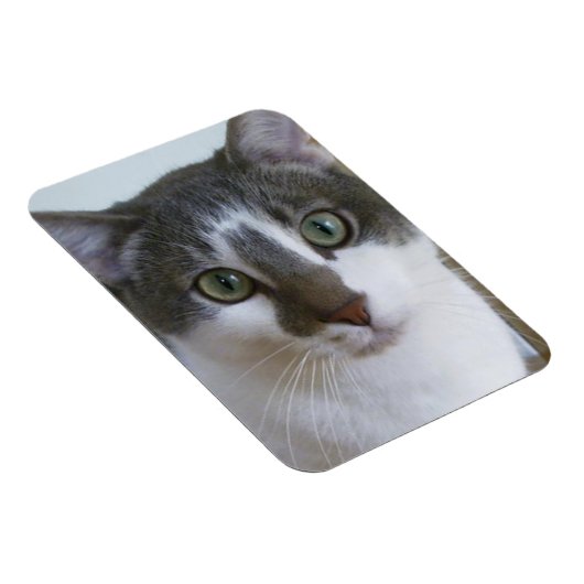 Handsome Grey and White cat Magnet (Rechte Seite)