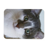 Handsome Grey and White cat Magnet (Horizontal)
