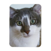 Handsome Grey and White cat Magnet (Vertikal)