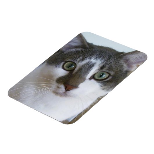 Handsome Grey and White cat Magnet (Linke Seite)