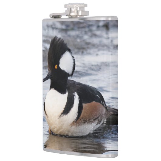 Handsome Hooded Merganser on Move Flachmann (Links)