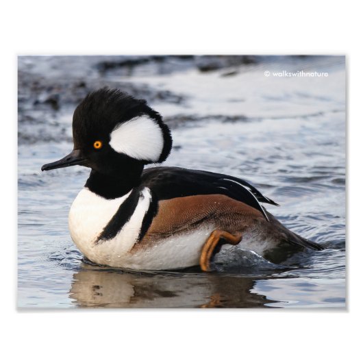Handsome Hooded Merganser on Move Fotodruck (Vorne)