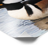Handsome Hooded Merganser on Move Fotodruck (Ecke)