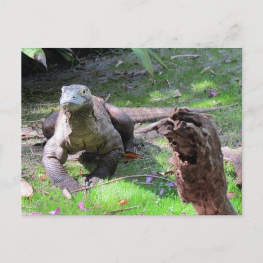 Handsome Komodo Dragon Postcard Postkarte (Vorderseite)