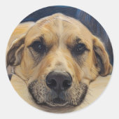 Handsome Labrador Boy Sticker (Vorderseite)
