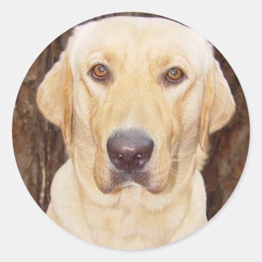 Handsome Labrador Runder Aufkleber (Vorderseite)