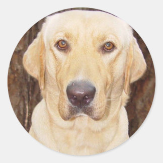 Handsome Labrador Runder Aufkleber