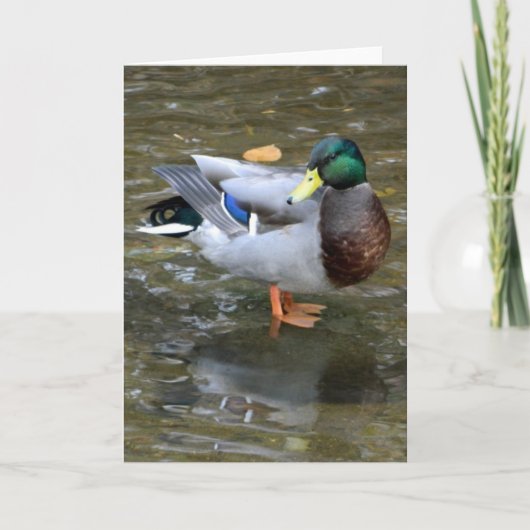 Handsome Mallard Duck Grußkarte Karte (Vorderseite)