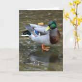 Handsome Mallard Duck Grußkarte Karte (Gelbe Blume)
