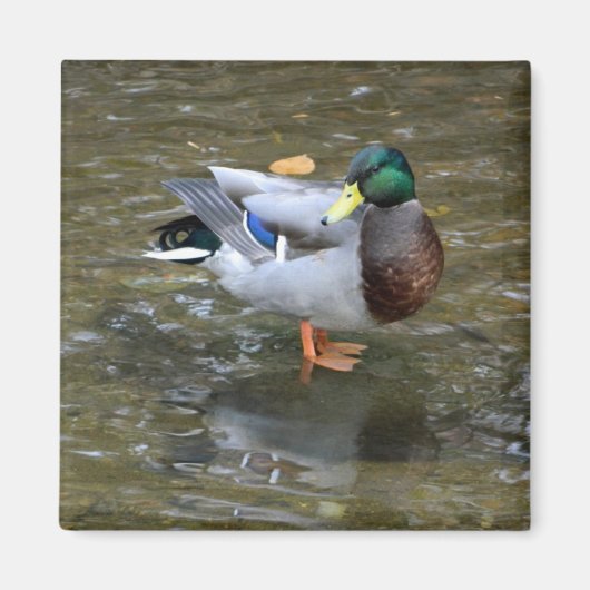 Handsome Mallard (Männchen) Duck Magnet (Vorne)