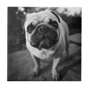 Handsome Mops Fliese