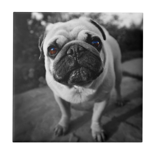 Handsome Mops Fliese (Vorderseite)