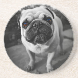 Handsome Mops Getränkeuntersetzer