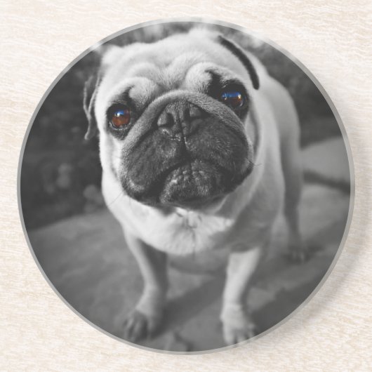 Handsome Mops Getränkeuntersetzer (Vorne)